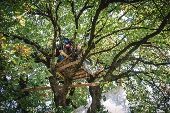 Un « écureuil » perché dans un des arbres du « Nichoir », à Saint-Péray, le 14 octobre 2024. - © Moran Kerinec / Reporterre